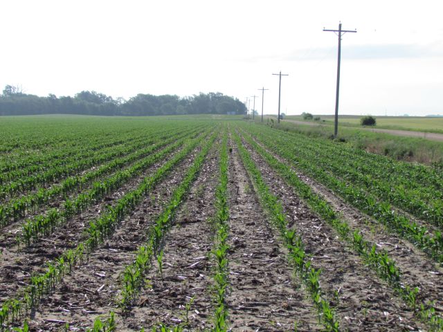 Kearney County Farm for Sale – Minden, NE